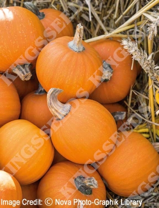 Picture of Pumpkin Small Sugar (Trailing)